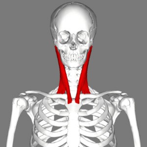 Sternocleidomastoid